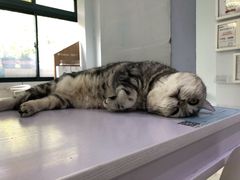 -喵的天空名猫咖啡馆·撸猫·猫舍·用品