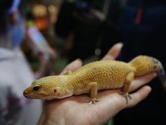 -藦茜花园宠物主题亲子互动体验馆(国顺东路店)