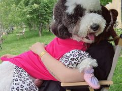 -爪吧宠物乐园 (温榆河示范区店)