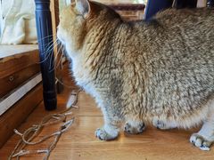 -猫小院猫主题咖啡厅(北锣店)