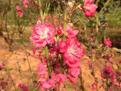 -南国桃园旅游度假区