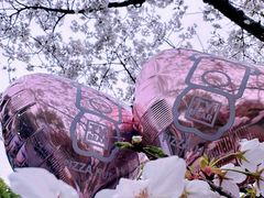 -顾村公园