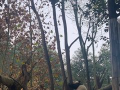 -都江堰中华大熊猫苑