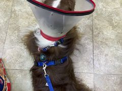 -美联众合动物医院·24h转诊中心