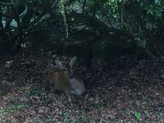 -汉拿树木园