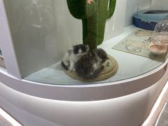 -1013 PET SHOP精品宠物商店(丁香店)