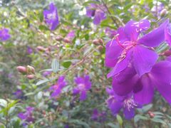 不知道什么花-华南国家植物园-售票处