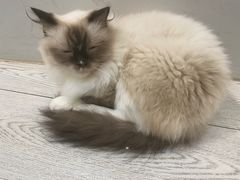 -共舞时光猫咖·狗咖(新街口店)
