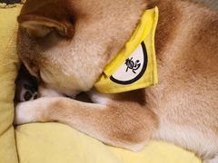 -逗柴咖啡屋·狗咖猫咖宠物桌游