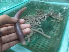 -莲花公园煎蟹(总店)