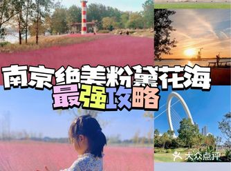 南京绝美粉黛花海错过等一年！