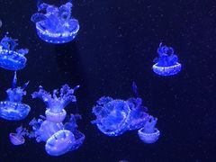 -成都浩海立方海洋公园