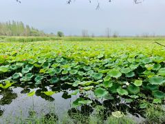 -野鸭湖国家湿地公园