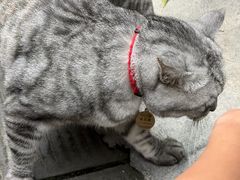 -祖传苏油糕