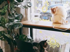 -平行世界·猫咖(首经贸店)