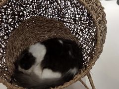 -飞行喵MR PILOT|猫舍·猫咖(静安大融城店)