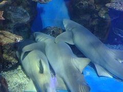 -石林冰雪海洋世界