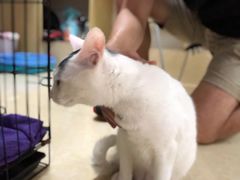 -瑞鹏宠物医院·骨科·猫科·内科(第一中心)