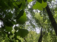 -上海滨江森林公园