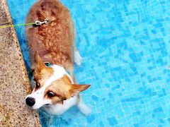 -汪说喵讲宠物乐园宠物酒店(红星美凯龙店)