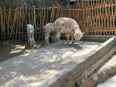 -栾川竹海野生动物园