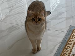 -欣宠猫屋·矮脚拿破仑·蓝金金渐层