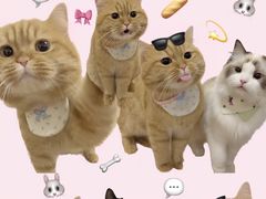 -喵百万·布偶·蓝金金渐层英短·猫舍(百子湾店)