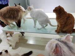 -喵的天空名猫咖啡馆·撸猫·猫舍·用品