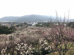 -香雪海