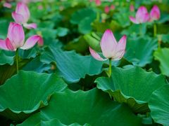-莲花池公园