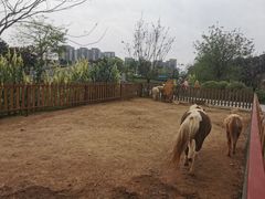 -王借岗森林公园