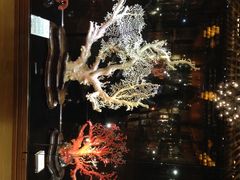 -绮丽珊瑚(台北101旗舰门市店)