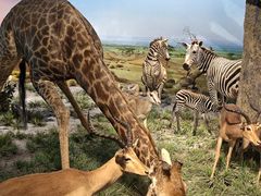 -国家自然博物馆