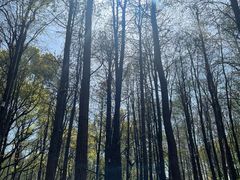 -上海共青森林公园