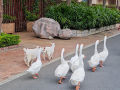 -灵玲国际马戏城
