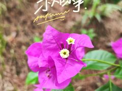 -南山植物园