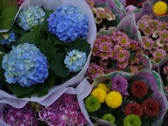 -循礼门鲜花花市(武汉循礼门店)