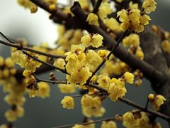 -三圣花乡旅游区