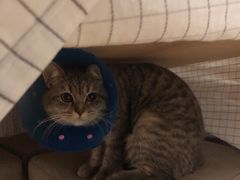 -伟伟宠物医院·CT影像中心·瑞派犬猫综合性门诊(汉口总院)