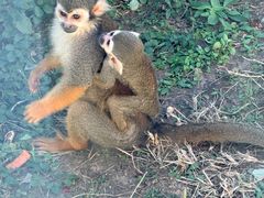 -大连森林动物园