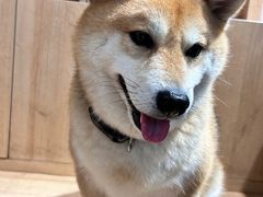 -是阿柴呀！柴犬咖啡·爱喵喵猫咖