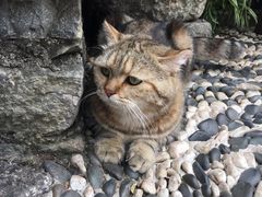 -喵屿·大理花园猫咖