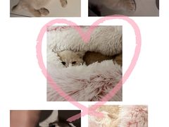 -飞行喵MR PILOT|猫舍·猫咖(静安大融城店)