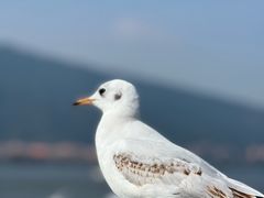 -海埂大坝