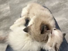 -楼上猫咖(罗湖店)