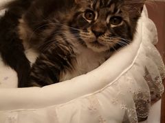 -猫大福·Fortune Cat猫舍(百子湾店)