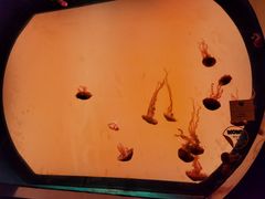 -沈阳海洋探索中心