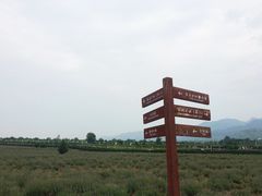 -曲江薰衣草庄园