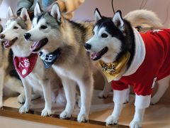 -Husky Go! 哈士奇体验馆·宠物咖啡厅狗咖