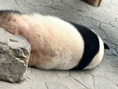 -沈阳森林动物园